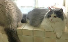2匹の猫　ラグドールとブリティッシュロングヘア―