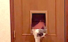 ペットのくぐり戸を通る猫ちゃん