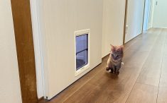 リフォーム後の廊下　アウトセット引戸にペットドア